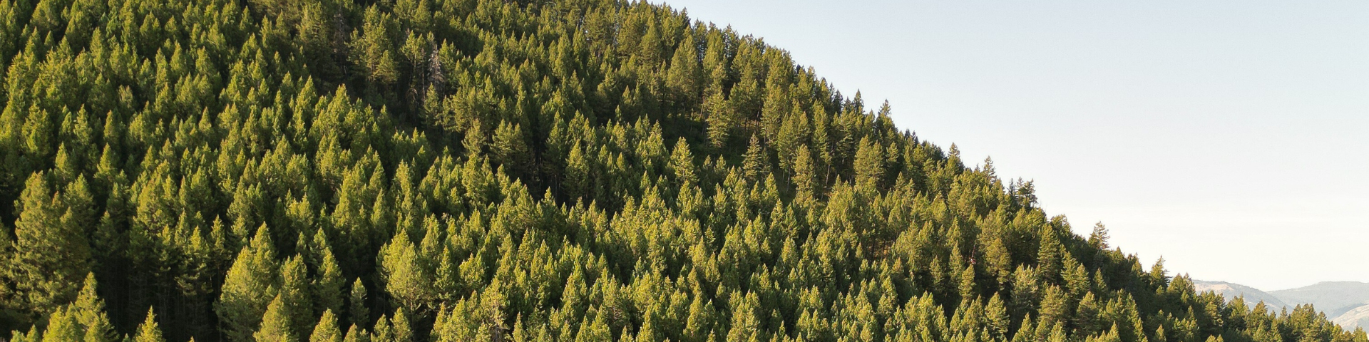 A forested mountain slope