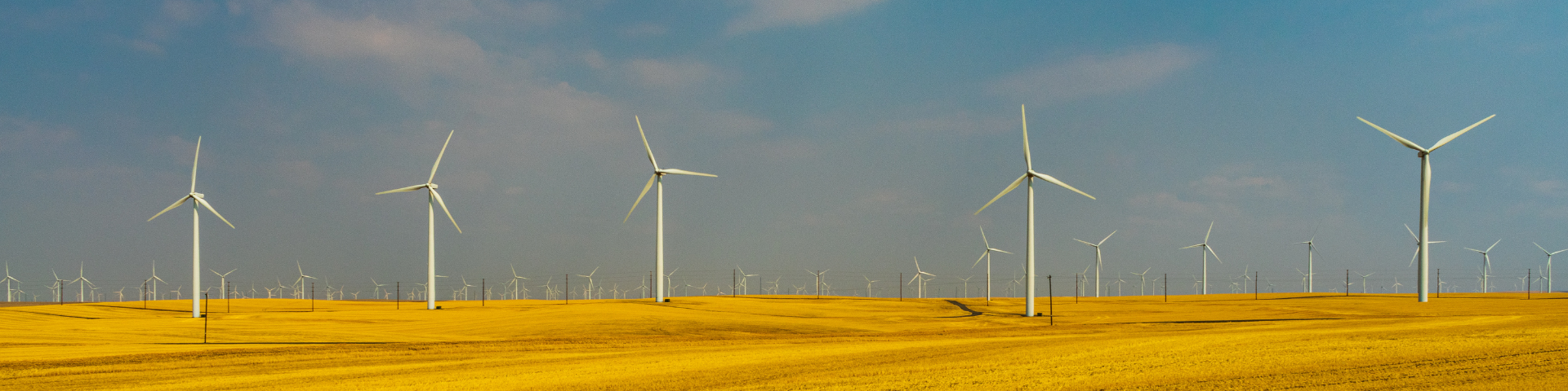 Wind turbines in the middle of a wheat field
