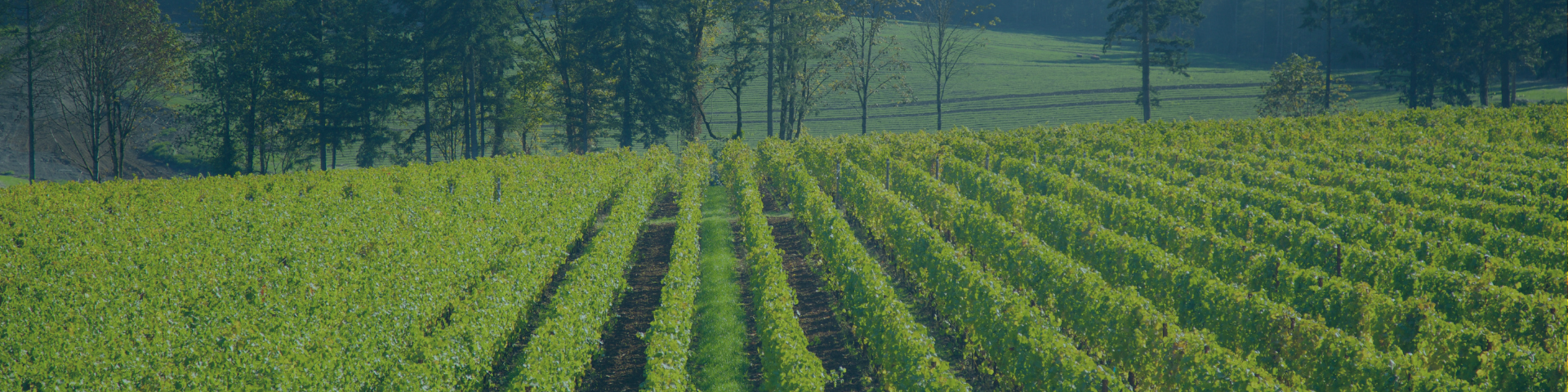 Rows of green grapevines stretch across a rolling hillside with trees lining the upper edge of the vineyard.
